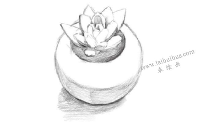 多肉植物素描畫法步驟05