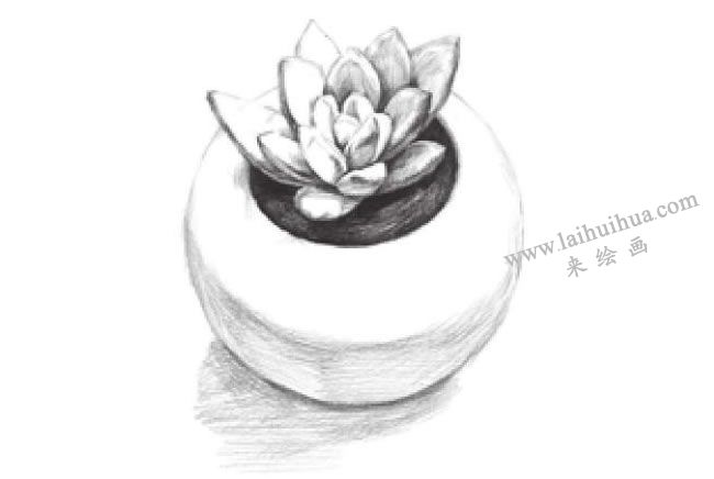 多肉植物素描畫法步驟07