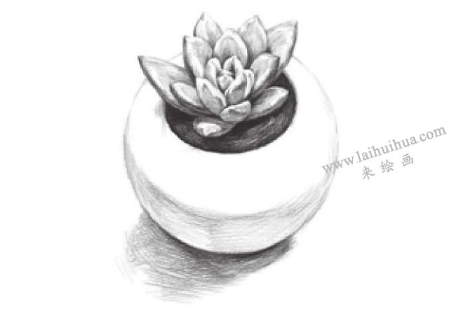 多肉植物素描畫法步驟08