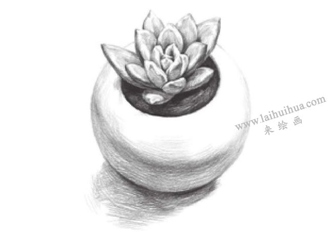 多肉植物素描畫法步驟09