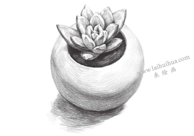 多肉植物素描畫法步驟10