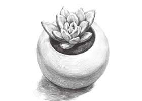 多肉植物素描畫法(二)