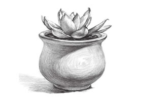 多肉植物素描畫法(三)