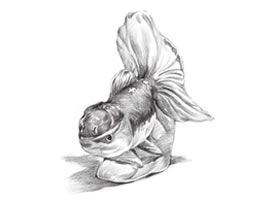陶瓷金魚素描畫法步驟