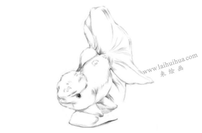 陶瓷金魚素描畫法步驟04