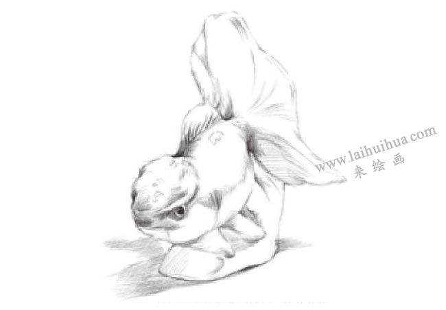 陶瓷金魚素描畫法步驟05
