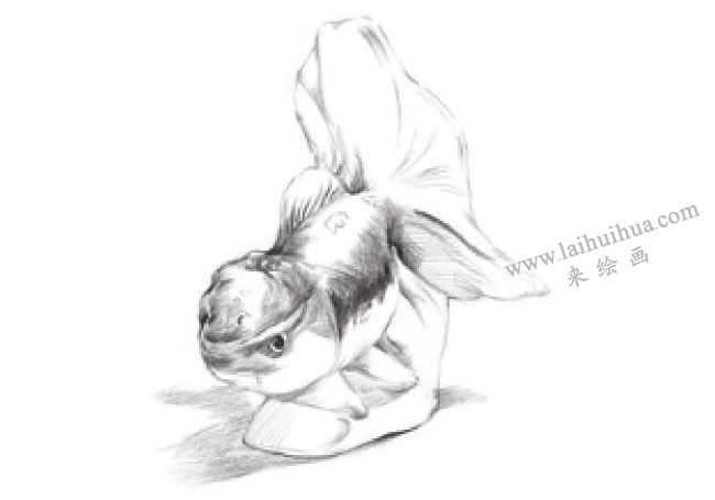 陶瓷金魚素描畫法步驟06