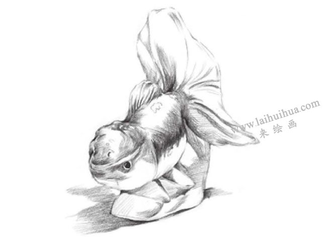 陶瓷金魚素描畫法步驟07