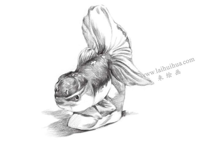 陶瓷金魚素描畫法步驟08