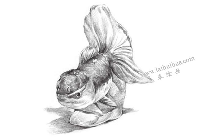 陶瓷金魚素描
