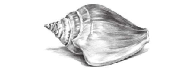 海螺的素描畫法步驟01