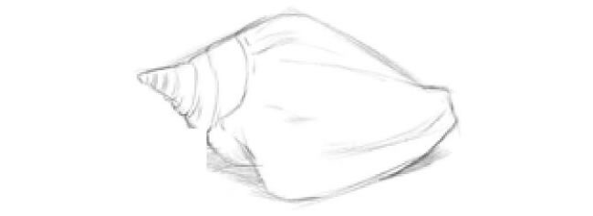 海螺的素描畫法步驟03