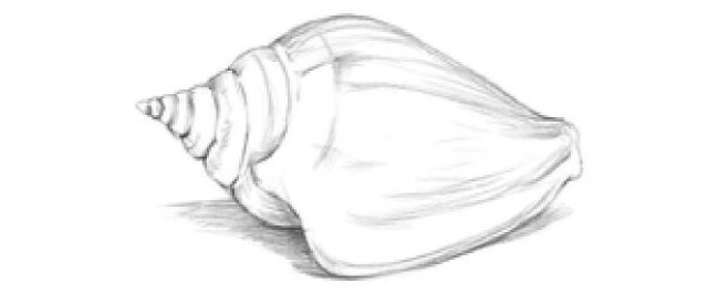 海螺的素描畫法步驟04