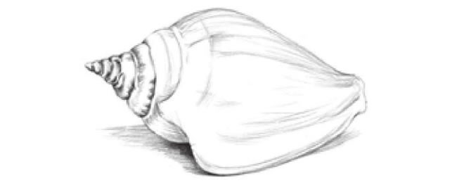 海螺的素描畫法步驟05