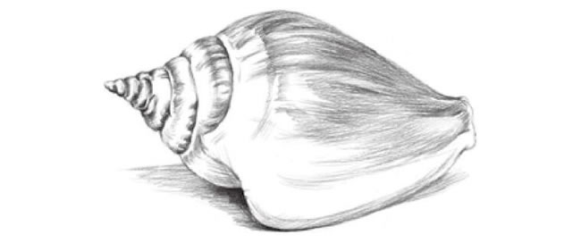 海螺的素描畫法步驟06