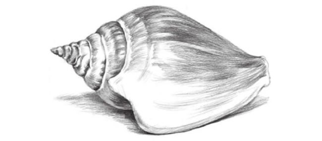 海螺的素描畫法步驟07