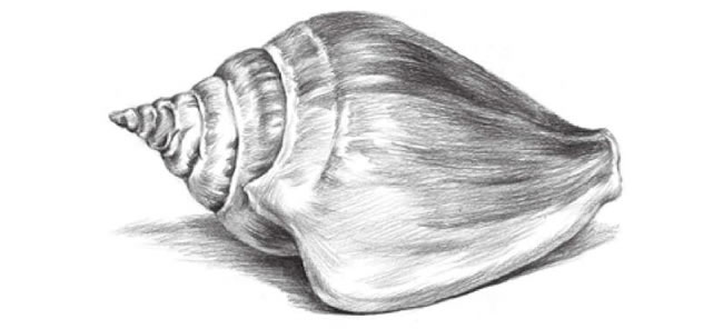 海螺的素描畫