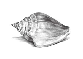 海螺的素描畫(huà)法步驟