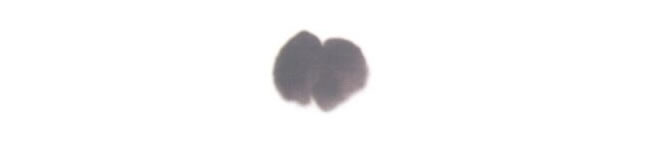 牛的兒童水墨畫法步驟01