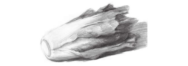 青菜素描畫