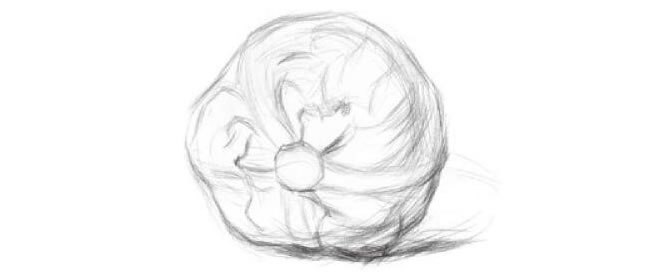 卷心菜素描畫法步驟01