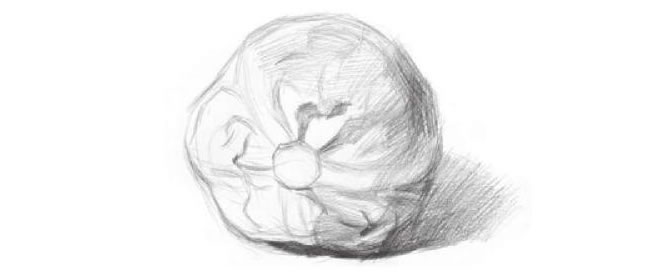 卷心菜素描畫法步驟02