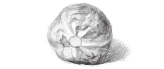 卷心菜素描畫法步驟03