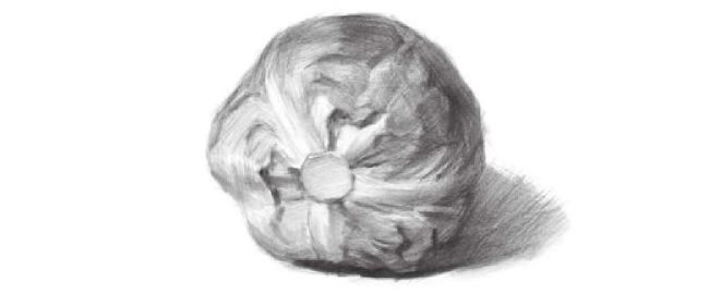 卷心菜素描畫法