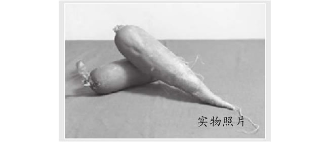 素描胡蘿卜（二）