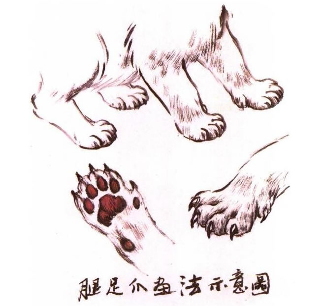 貓腿、貓足、貓爪水墨畫法