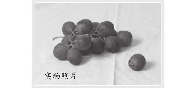 葡萄素描（二）