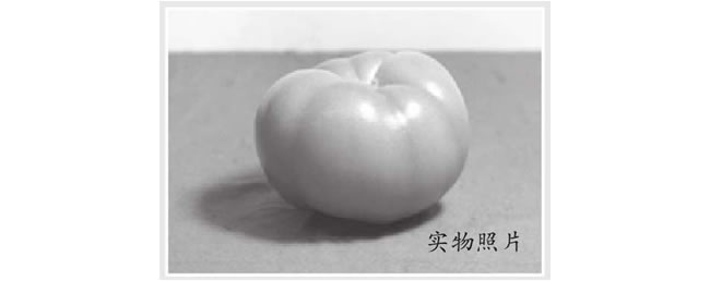 西紅柿素描畫法（二）