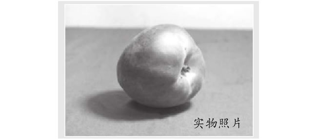 油桃的素描畫(huà)法