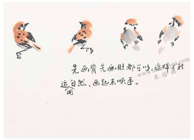 先畫頭、背、肚、翅等方法，麻雀寫意畫