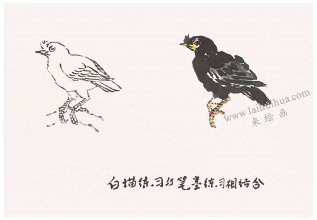 八哥的畫(huà)法之一