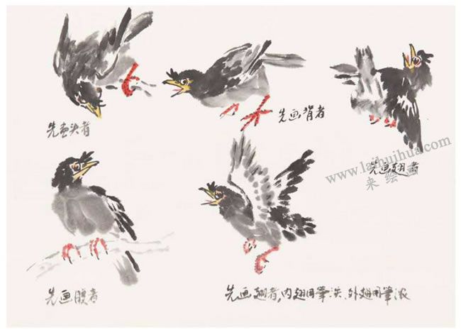 八哥的畫(huà)法之二
