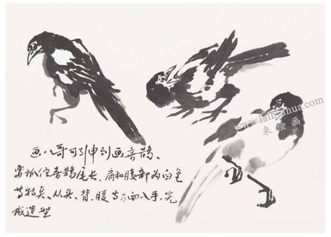 喜鵲的畫法之一