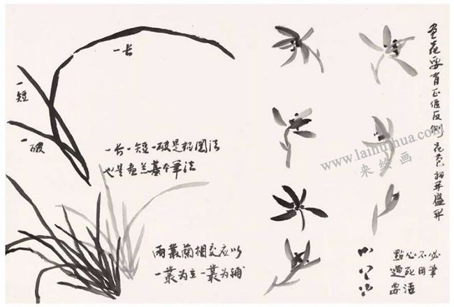 蘭草的寫意畫法