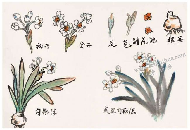 水仙花的寫意畫法