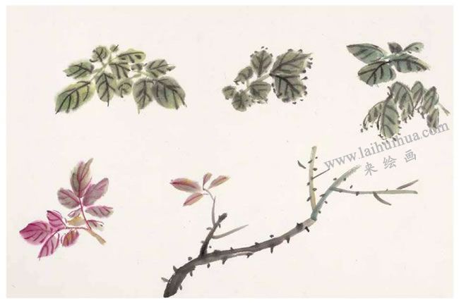 月季花葉的畫法