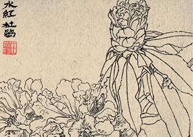 《水紅杜鵑》白描花卉作品