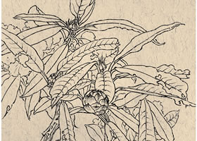 《馬纓》白描花卉作品