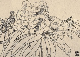 王瑛《露珠杜鵑》白描花卉作品