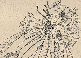 王瑛《馬纓杜鵑》白描花卉作品