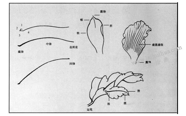 白描花卉用線的方法
