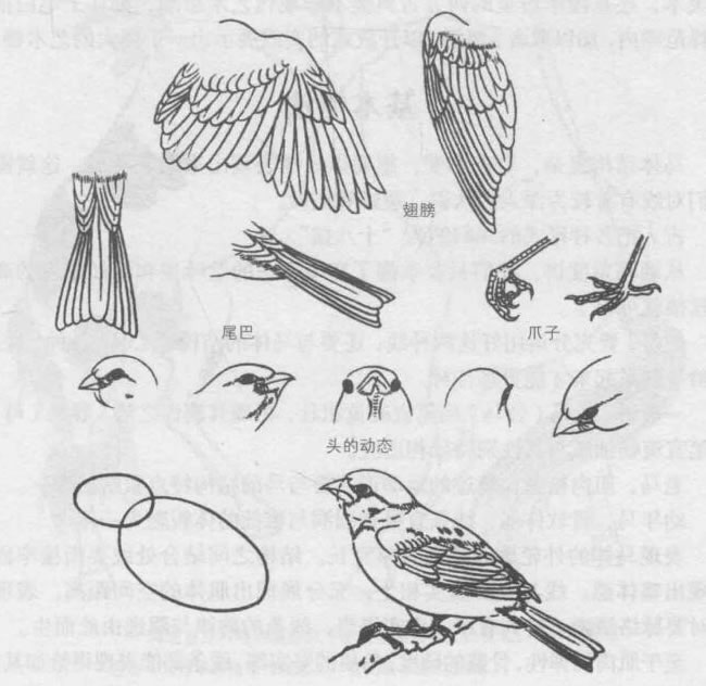 禽鳥(niǎo)的白描畫(huà)法