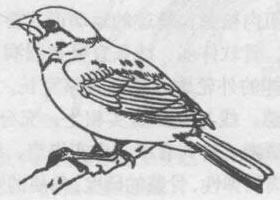 禽鳥的白描畫法