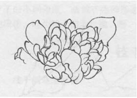 花朵白描的畫法