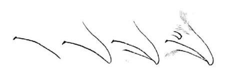 錦雞嘴白描畫(huà)法