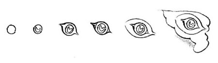 錦雞眼白描畫(huà)法
